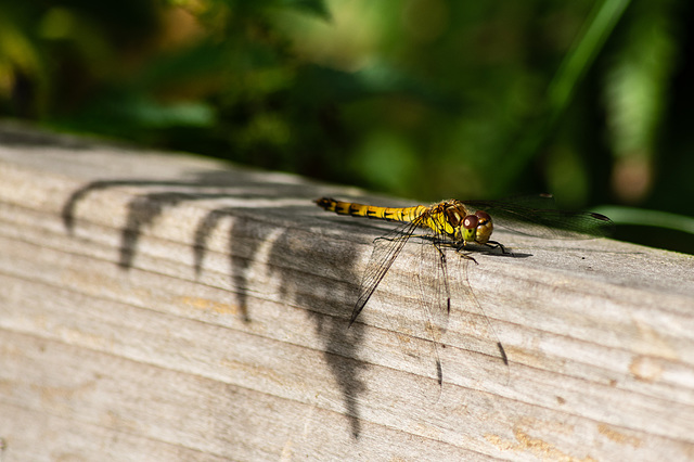 Common Darter Dragonfly