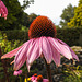 20220923 1748CPw [D~LIP] Purpur-Sonnenhut (Echinacea purpurea), UWZ, Bad Salzuflen