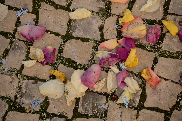 Where Have All The Flowers Gone? -Portugal 2018