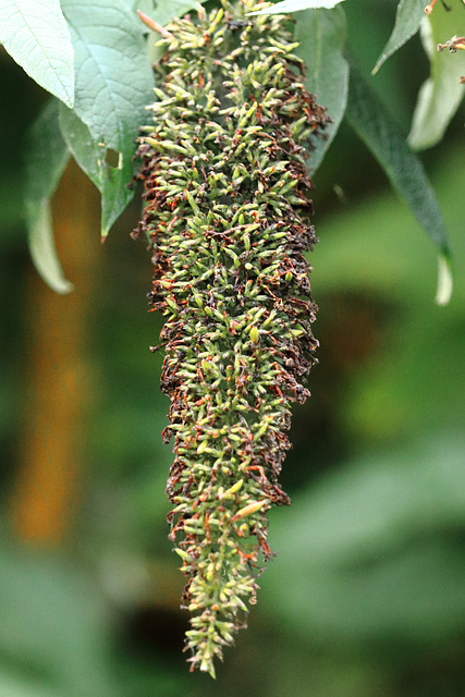 EOS 90D Peter Harriman 12 10 51 20178 buddlejaGoneToSeed dpp