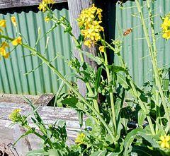 Wild Turnip Against Fence.