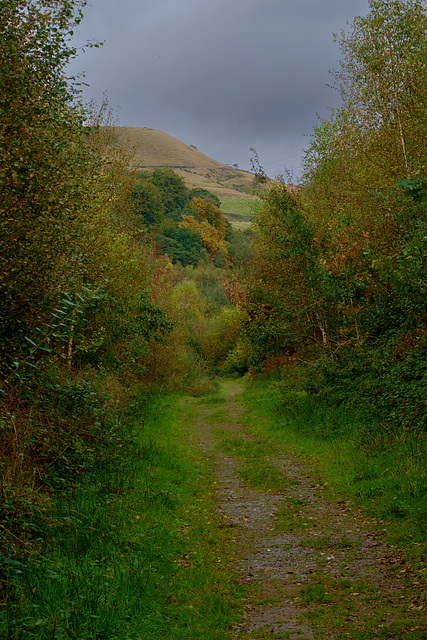 Lees Hill from Swallows Wood