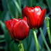tulip1
