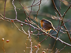 Robin on the brambles