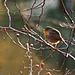 Robin on the brambles