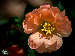 252/366: Lovely Orange Blossom