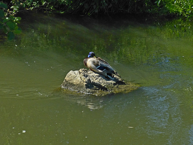 passenger on a driving rock