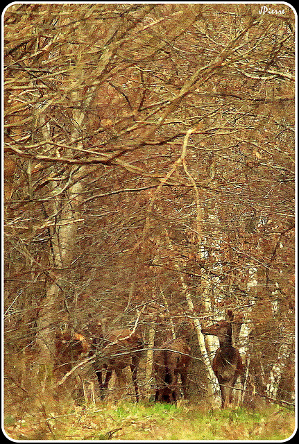 En foret de Chantilly