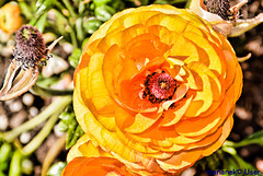 Türkischer Mohn (Papaver orientale)