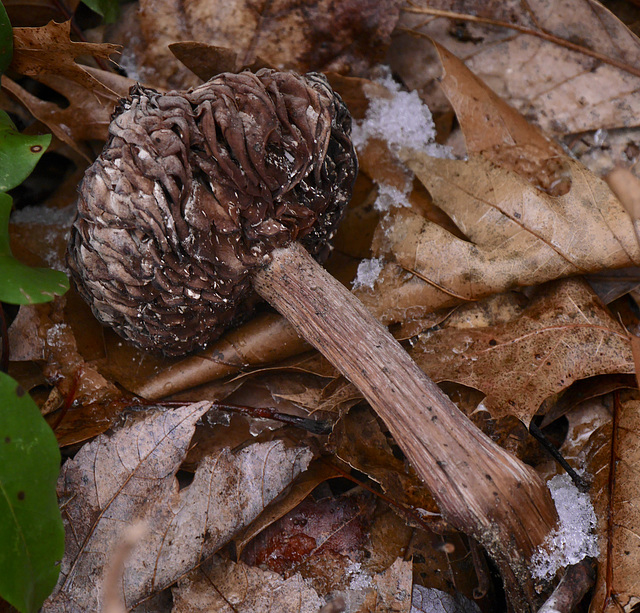 Demise of 'Shroom