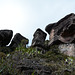 Venezuela, Roraima, The Surface Topography of the Weathered Rocks