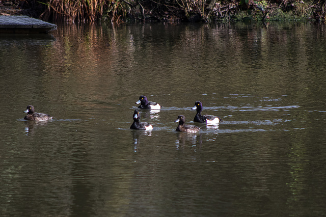 Tufted Duck