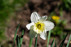 Daffodil