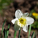 Daffodil