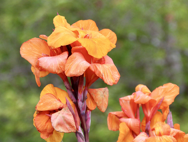 Blumenrohr-Blüten