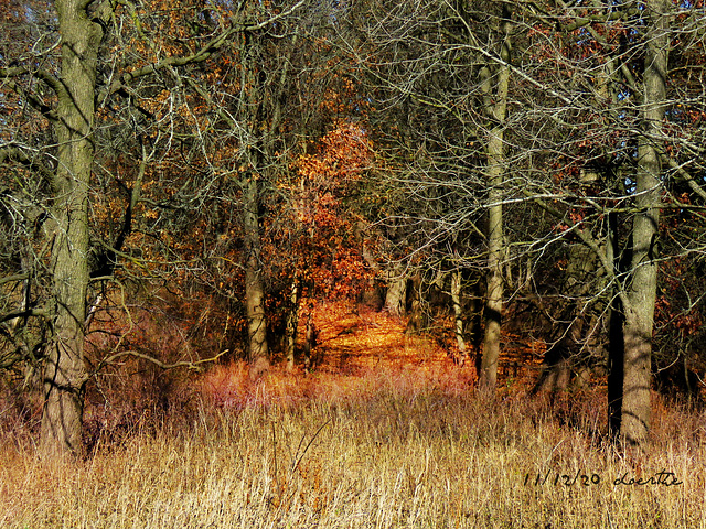 November woods.