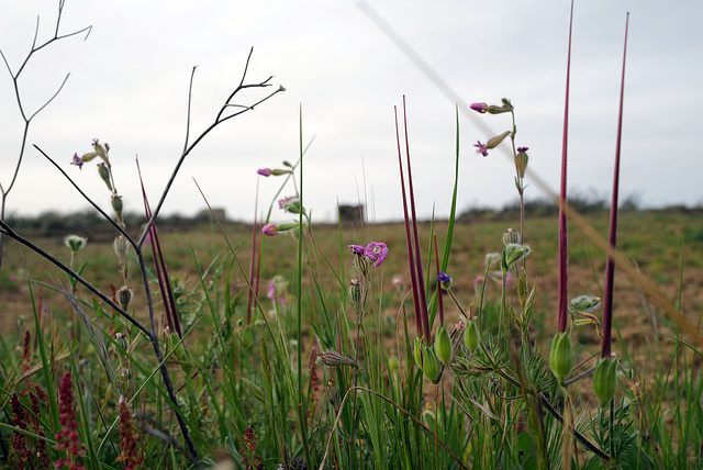 Penedos, Flower mix