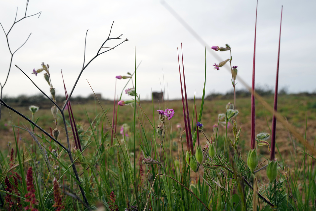 Penedos, Flower mix