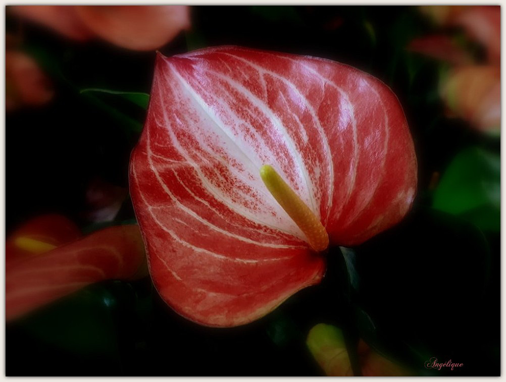 Anthurium .............Bonne semaine et bonne rentrée !