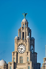 Liver Bird