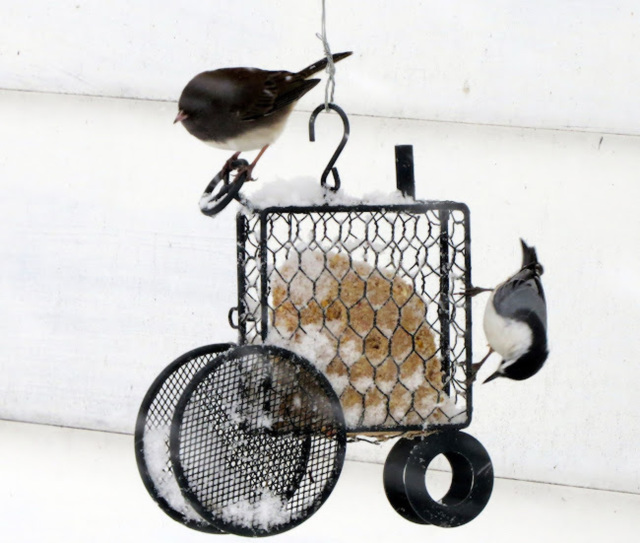 A Junco and a Nuthatch