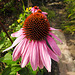 20220923 1749CPw [D~LIP] Purpur-Sonnenhut (Echinacea purpurea), UWZ, Bad Salzuflen