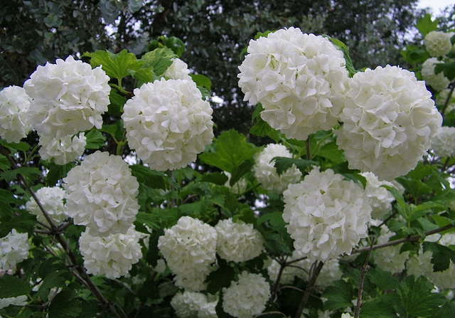 Boules de neige*************Viorne Obier******