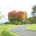 Acer platanoides (Ser. 2) [105mm]