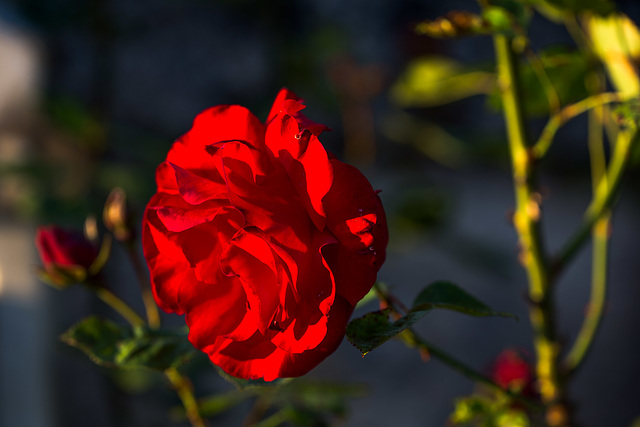 Rose im letzten Licht