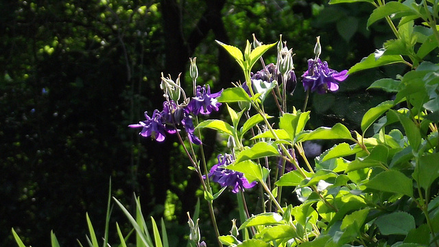 The sun makes the colour so lovely and blue