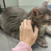 Jasper on the exam table at the Vet