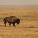 bison in prairie dog town