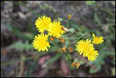 Crepis taraxifolia (2)