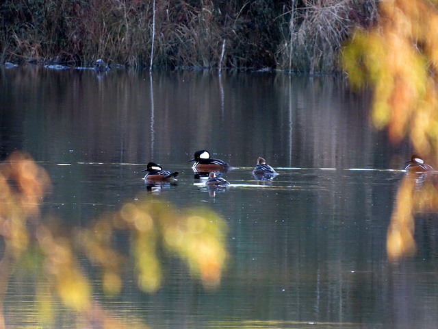 Hooded mergansers on my pond