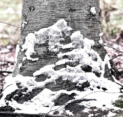 Snow Poodle on White Birch