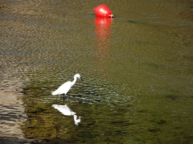 aigrette