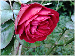 Rose au jardin