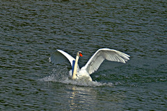 L'amerrissage du cygne.