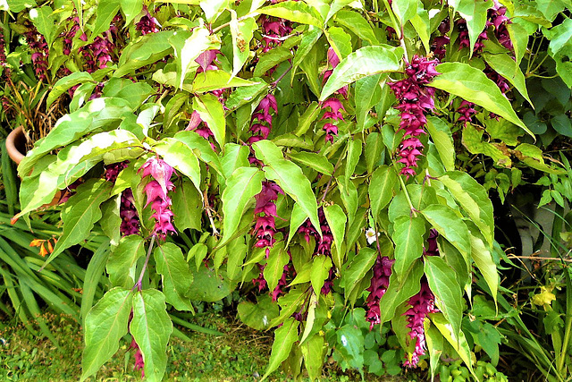 Such a lot of flowers this year