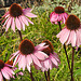 20220923 1750CPw [D~LIP] Purpur-Sonnenhut (Echinacea purpurea), UWZ, Bad Salzuflen