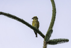 Female Crossbill at Backwater reservoir