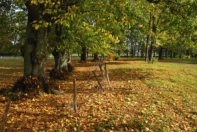 L'automne , une saison dont la beauté est éphémère et c'est bien dommage .