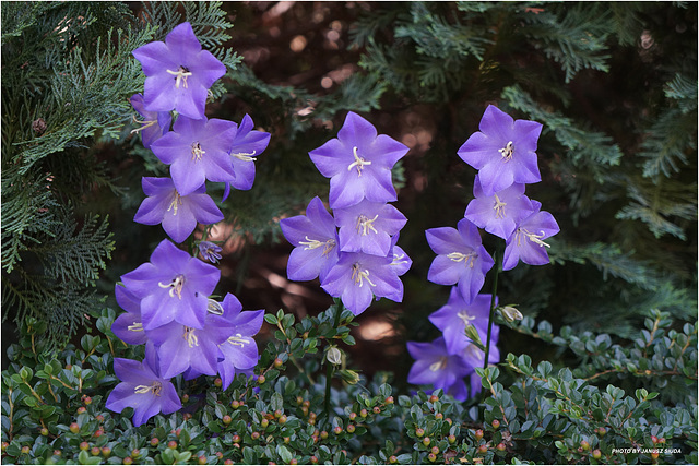 Campanula persicifolia...