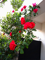 Wish you all a nice April week without war, personal attacks, or disasters Wish you all a nice April week without war, personal attacks, or disasters