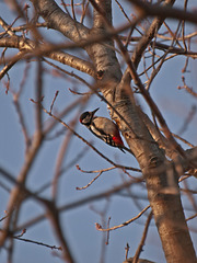 Red woodpecker in an uncomfortable working position