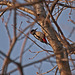 Red woodpecker in an uncomfortable working position