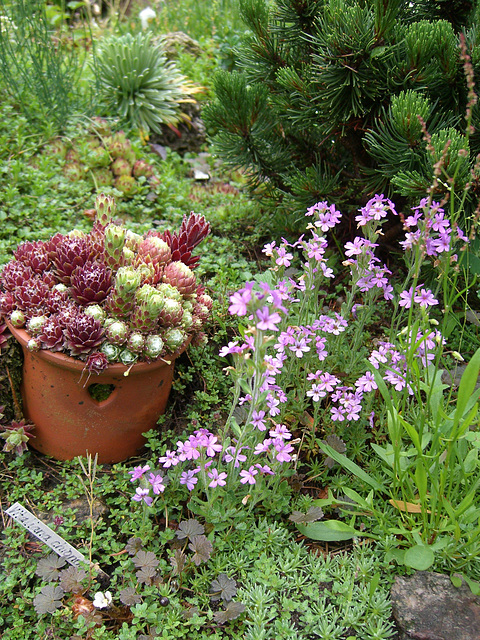 023  Kleine Gartenidylle