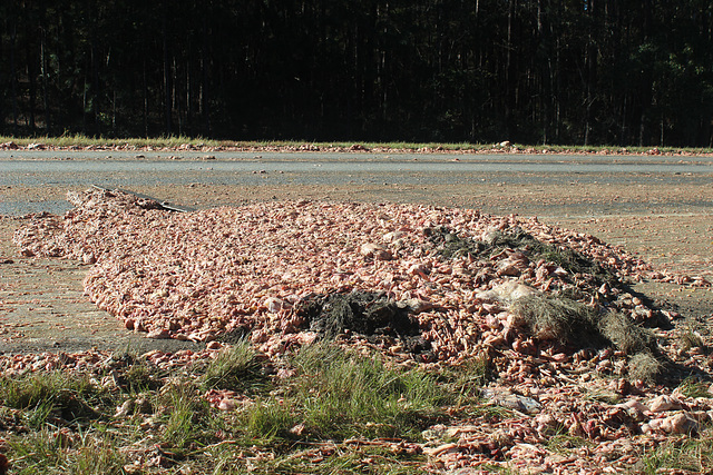 #9....piles of the chicken debre strewn across Interstate # 16 !  I slowed to miss this !!