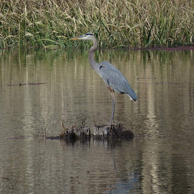 Great blue heron