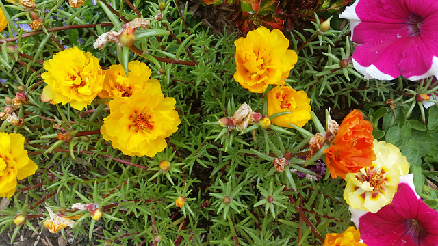 Portulacca